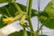 Growing and blooming juicy and fresh cucumber in the greenhouse. Conception of gardening, organic healthy, eco food and vegetable