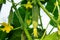 Growing and blooming juicy and fresh cucumbers in the greenhouse. Conception of gardening, organic healthy, eco food and