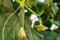 Growing and blooming juicy and fresh cucumbers in the greenhouse. Conception of gardening, organic healthy, eco food and