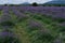 Growing blooming Lavender Flower field closeup. Slow motion