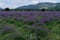 Growing blooming Lavender Flower field closeup. Slow motion