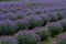 Growing blooming Lavender Flower field closeup. Slow motion