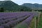 Growing blooming Lavender Flower field closeup. Slow motion