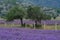 Growing blooming Lavender Flower field closeup. Slow motion