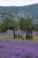 Growing blooming Lavender Flower field closeup. Slow motion