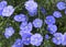 Growing blue flax Flowers close up on the field