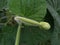 Growing bottle gourd or calabash close up photo