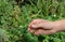 Growing Boxwood Hedge Shrubs By Rooting Boxwood Buxus Cuttings. Boxwood Propagation with Stem Cuttings