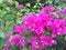 Growing branches of great bougainvillea