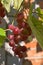 Growing branches of red wine grapes. Close up view of fresh red grape. Natural grapevine