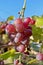 Growing branches of red wine grapes. Close up view of fresh red grape. Natural grapevine