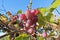 Growing branches of red wine grapes. Close up view of fresh red grape. Natural grapevine