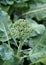 Growing broccoli on the bed