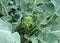 Growing broccoli on the bed , top view