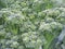 Growing broccoli, view on broccoli vegetable.