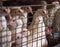 Growing broiler chickens and roosters for meat, chicken farm, close-up, industry