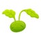 Growing cabbage icon, cartoon style