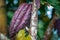 Growing cacao pod in the forest of Bali island