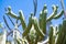 growing cacti