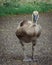 Growing Canada Gosling