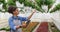 Growing and caring for flowers on farm. Happy african american young woman checks quality of potted plants in greenhouse