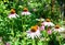 Growing and Caring for Purple Coneflowers, Echinacea Flowers.