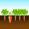 Growing carrots in the ground vector background