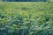 Growing cassava, young shoots growing, row of cassava tree in field landscape of cassava plantation