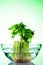 Growing celery leaves in glass bowl with water on green gradient