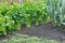 Growing celery plantation leaf vegetables and cauliflower