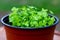 Growing celery in a pot, celery - a plant rich in vitamins