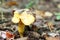 Growing chanterelle close-up