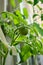 Growing cherry tomatoes in pots with soil on the glazed balcony of a multi-story building. Vegetable garden on the windowsill