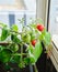 Growing cherry tomatoes in pots with soil on the glazed balcony of a multi-story building. Vegetable garden on the windowsill