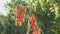 Growing cherry tomatoes in the sunlight.