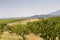 The growing cherry trees in summer sunny day Thessaly, Greece