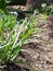 Growing Chinese chive