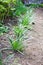 Growing Chinese chive on farm