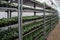 Growing of cineraria seedlings in plastic pots nshelves in greenhouse for ornamental gardening