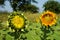 Growing closed sunflower