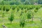 Growing cobnut. Field with hazelnut bushes. Drip irrigation for planting hazelnuts