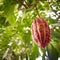 Growing cocoa bean