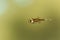 The growing condition of the tadpole with its small legs grows o