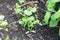 Growing coriander also known as cilantro