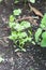 Growing coriander also known as cilantro
