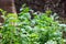 Growing Coriander Plants