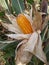 Growing corn closeup