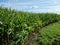 Growing corn field in Denmark Bornholm island. Summer season