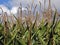 Growing cornfield under the cloudy sky