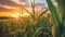 Growing cornfield under the soft glow of a setting sun, with vibrant green leaves and tassels